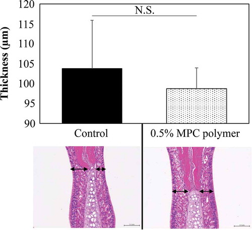 Figure 7. Effect of MPC polymer on nasal mucosa cells.