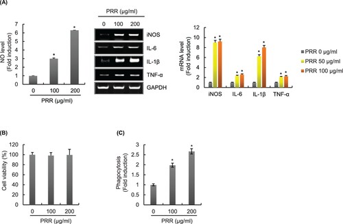 Figure 3. Effect of PRR on macrophage activation in RAW264.7 cells. RAW264.7 cells were treated with PRR for 24 h. NO level (A), mRNA level (A), cell viability (B), and phagocytotic activity (C) were measured by Griess assay, RT-PCR, Neutral red assay, and MTT assay, respectively. *P < 0.05 vs. control group (PRR 0 μg/ml).