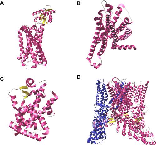 Figure 5 Three-dimensional view of the nociceptive receptors. (A) CB1 receptor (PDB: 5XR8); (B) CB2 receptor (PDB: 6PT0); (C) PPARα receptor (PDB: 6KXY); (D) TRPV1 ion channel (PDB: 3J5R) with chain B highlighted in blue.