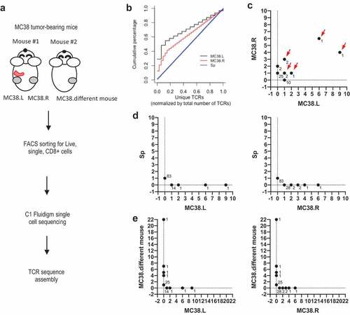 Figure 1. TCR landscape of splenic and intra-tumoral CD8 T cells from MC38-bearing mouse.