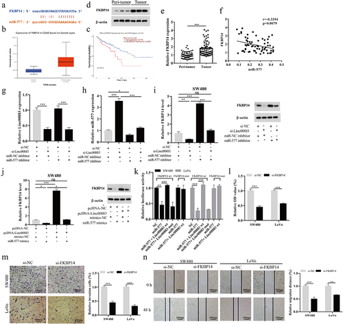 Figure 5. Linc00883 regulates CRC cell proliferation, invasion, and migration via the miR-577/FKBP14 axis. (a) Bioinformatics online software (StarBase) was applied to forecast the potential binding sites between miR-577 and FKBP14. TCGA database was applied to analyze the expression in colon cancer (B, Normal: n = 41 and Primary tumor: n = 286) or the effect of FKBP14 on the prognosis of colon cancer (C, high expression FKBP14: n = 70; low/medium expression FKBP14: n = 209). (d) The protein level of FKBP14 in CRC tissue samples was detected by western blot. (e) The mRNA level of FKBP14 in CRC tissue samples was detected by qRT-PCR. (f) The correlation analysis between FKBP14 and miR-577. The si-Linc00883 or/and miR-577 inhibitor were transfected into SW480 cells. (g-h) The expressions of Linc00883 and miR-577 were detected by qRT-PCR. (i) Detection of FKBP14 mRNA and protein levels using qRT-PCR and western blot. The pcDNA-Linc00883 or/and miR-577 mimics was transfected into SW480 cells. (j) Detection of FKBP14 mRNA and protein levels by qRT-PCR and western blot. (k) Detection of the luciferase activity of FKBP14 using dual-luciferase reporter gene assay. The si-FKBP14 was transfected into SW480 and LoVo cells. (l) The CRC cell proliferation was assessed by CCK-8. (m) Transwell assay was applied to analyze CRC cell invasion (Scale bar: 100 μm). (n) The CRC cell migration was assessed using a wound-healing experiment (Scale bar: 200 μm). *P < 0.05, **P < 0.01, ***P < 0.001 . All experiments were performed at least in triplicate.