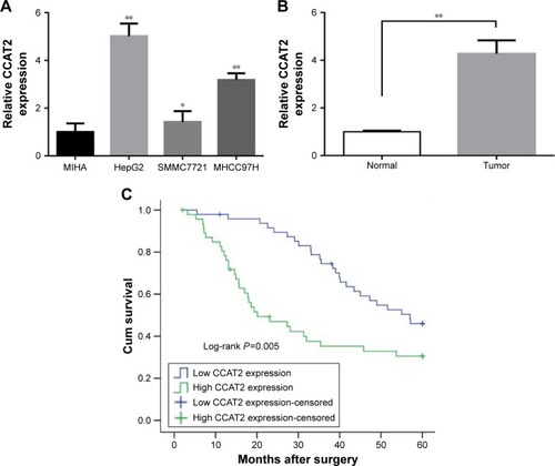 Figure 1 Increased expression of CCAT2 in HCC tissues and cell lines and its prognostic significance.