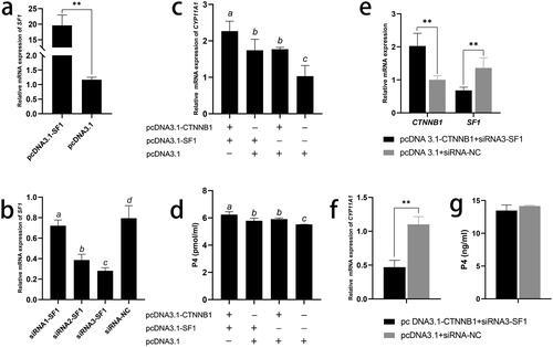 Figure 2. β-catenin and SF1 co-promote the secretion of progesterone in GCs. (a) Relative expression of SF1 after transfection with pcDNA3.1-SF1 cells. (b) Relative expression of SF1 after transfection of with three different siRNAs-SF1. (c) Relative expression of CYP11A1 after cotransfection with pcDNA3.1-CTNNB1 and pcDNA3.1-SF1. (d) Levels of secreted P4, measured by ELISA, after cotransfection with pcDNA3.1-CTNNB1 and pcDNA3.1-SF1. (e) Relative expression of CTNNB1 and SF1 after cotransfection with pcDNA3.1-CTNNB1 and siRNA3-SF1. (f) Relative expression of CYP11A1 after cotransfection with pcDNA3.1-CTNNB1 and siRNA3-SF1. (g) Level of secreted P4 after cotransfection with pcDNA3.1-CTNNB1 and siRNA3-SF1. Results are presented as means ± SE; n = 3; * P < 0.05; ** P < 0.01; a, b, and c indicate significant different values (P < 0.05).