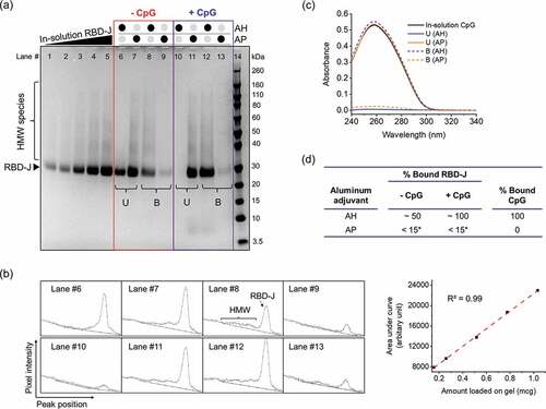 Figure 1. Interaction and binding of RBD-J and CpG to aluminum salt adjuvants (AH and AP). (a) Reducing SDS-PAGE to determine binding of RBD-J to AH and AP in the absence (highlighted in the red box, Lanes #6–9) and presence (highlighted in the blue box, Lanes #10–13) of CpG 1018. U= Unbound RBD-J, B = Bound RBD-J. Lanes #1–5 are increasing amounts of unadjuvanted in-solution RBD-J to generate standard curve for RBD-J quantitation. Lane #14 is a molecular weight standard. (b) Representative spectra from densitometric analysis of gel using ImageJ software along with the standard curve generated to quantify amount of unbound and bound protein (c) Representative UV-Visible spectroscopy spectra for CpG in unbound (U) and bound fractions (B) after adsorption to AH and AP, and (d) summary table with compiled results for percentage of RBD-J and CpG bound to AH and AP. *LOQ = 15%.