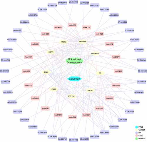 Figure 3. By using integrated analysis, network visualization of calycosin-target-BP-KEGG-BPA/OS was produced and highlighted