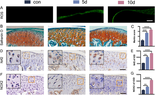 Figure 1 ROS staining and morphological changes of condylar cartilage under overloading force and expression of oxidative stress markers. (A) ROS staining, bar=100 μm; (B and C) S&O staining and Markin score of condylar cartilage, bar=50 μm; (D–G) immunohistochemical staining and IOD statistics of Nrf2 (D and E), NOX2 (F and G), bar=50 μm. The orange boxed area in the image is magnified in the upper left corner. n= 6, **P<0.01, ***P<0.001, and ****P<0.0001 indicate significant differences between groups.