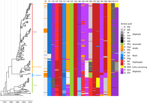 Fig. 2 Sequence variation at antigenically significant H9 haemagglutinin escape mutant sites.Time-resolved Bayesian HA1 phylogeny and amino-acid identity at each of the 20 mAb escape residues found to significantly affect HI titres with polyclonal chicken antisera. Amino-acid identity is shown by colour, grouped by side-chain property, according to the legend. Each virus (n = 330) included in the phylogeny has associated HI data and was included in integrated modelling of genetic and antigenic data