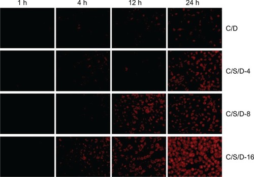 Figure 6 Fluorescent microscopic images of co-cultured A549 cells with CS-SA/DOX, CS-SA/SiO2/DOX-4, CS-SA/SiO2/DOX-8, and CS-SA/SiO2/DOX-16 at different time points (1, 4, 12, and 24 hours).Abbreviations: CS, chitosan; DOX, doxorubicin; SA, stearic acid.