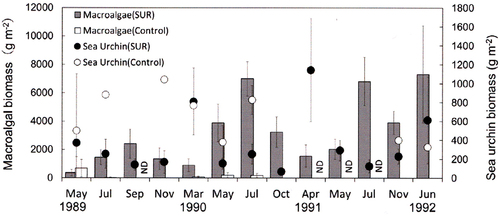 Fig. 7. Effects of sea urchin removal (SUR) on the biomass of macroalgae and sea urchins (g wet weight m−2, mean ± standard error) in the northeastern site (NE, Esashi) of Hokkaido from May 1989 to June 1992 (SUR, n = 3–17; control, n = 2–5). ND, no data (September 1989, April 1991, May 1991 and July 1991).