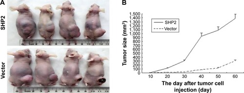 Figure 6 SHP2 overexpression promotes tumor growth and tumor angiogenesis in a mouse xenograft model.