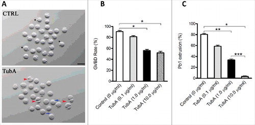 Figure 2. Effects of HDAC6 inhibition on oocyte maturation. Different concentrations of TubA were used to examine the effects of HDAC6 inhibition on mouse oocyte maturation. Fully grown oocytes treated with TubA were cultured for 14 hours to evaluate the rate of GVBD and Pb1 extrusion. (A) Phase-contrast images of control and TubA-treated (1.0 μg/ml) oocytes. Blue arrows indicate the oocytes that fail to extrude polar bodies; Red arrowheads indicate the oocytes with symmetric division; Asterisks indicate the oocytes with normal division. Scale bar, 100 μm. (B, C) Quantitative analysis of GVBD rate and Pb1 extrusion rate in control (n = 118) and TubA-treated (n = 120) oocytes. The graph shows the mean ± SD of the results obtained in 3 independent experiments. *P<0.05; **P < 0.01; ***P < 0.001 vs. control.