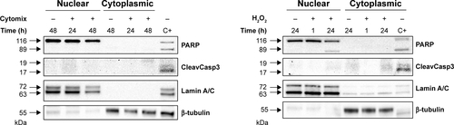 Figure S2 Evaluation of treatment-induced apoptosis in BEAS-2B cells.Notes: Western blot analysis of PARP and cleaved Caspase 3 expression in nuclear and cytoplasmic lysates obtained from BEAS-2B cells exposed to cytomix (left panel) and 200 µM (right panel) for the indicated times. Only the full-length bands of PARP and Caspase 3 were detectable in experimental samples, excluding treatment-induced apoptosis. Positive control (C+) is whole cell lysate of gefitinib-treated H1975 NSCLC cell line. Representative immunoblots of n=3 independent experiments are shown. Lamin A/C and tubulin are shown as nuclear and cytoplasmic loading controls, respectively.Abbreviation: NSCLC, non-small-cell lung cancer.