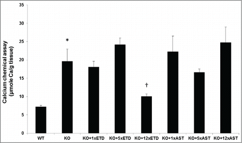 Figure 2. Quantitation of the ectopic mineralization by direct chemical assay of calcium in skin biopsies containing the dermal sheath of vibrissae. Note the significantly elevated calcium content in KO mice as compared to the WT mice (*, P < 0.01). Treatment of KO mice with diet supplemented with 12xETD resulted in significant reduction in the calcium content in comparison to the KO mice on control diet (†, P < 0.01). Feeding of mice with 1x or 5xETD containing diet, or with 1x, 5x or 12xAST containing diet did not significantly change the calcium content of the skin (mean + SE; n = 6–11).