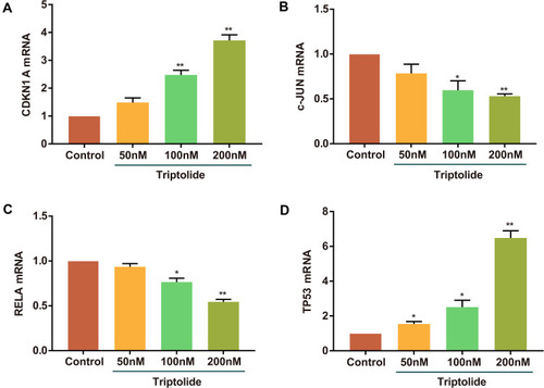 Figure 7 RT-PCR analysis of the regulatory effects of triptolide on the mRNA expression of the core targets. (A) CDKN1A, (B) c-JUN, (C) RELA, (D) TP53. Triptolide regulated the mRNA expression of the core targets in a dose-dependent manner. *P<0.05, **P<0.01.