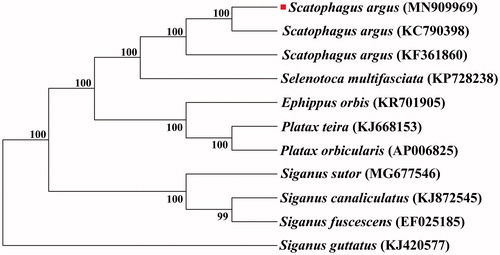 Figure 1. A phylogenetic tree was constructed based on the comparison of mitochondrial genome sequences of S. argus and other species of Perciformes. All the sequences were downloaded from NCBI GenBank. Note. The red square on the figure 1 represents the sample for this study.
