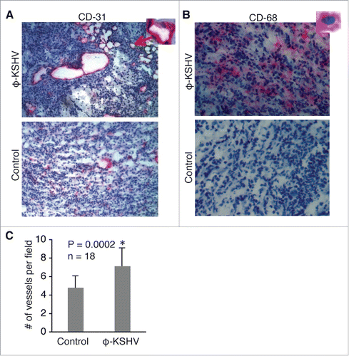 Figure 8. KSHV-induced TAMs enhance tumor angiogenesis. (A) and (B), immunochemical staining of blood vessels with an antibody specific for mouse endothelial cell marker CD-31 and φ-KSHV with a mouse anti-human CD-68 antibody in tumors resulting from subcutaneous inoculation of TIVE-KSHV cells mixed with medium (control) or KSHV-induced TAMs (φ-KSHV), which were collected 43 d upon inoculation. DAPI was used for nuclear staining of all cells. Enlarged representative blood vessels and φ-KSHV are indicated with an arrow. C, average numbers of vessels per field (10x magnification) from 3 fields per tumor and 6 tumors per group (n = 18). Significant differences (P value < 0.05) are marked with a star.
