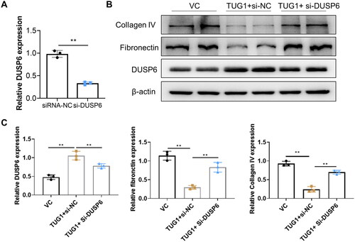 Figure 7. Knocking down DUSP6 abolishes the TUG1 effect on reducing fibrosis in HG-treated HK2 cells. (A) DUSP6 was knocked down in TUG1 stable expressed HK2 cells; (B–C) Reducing collagen IV and fibronectin ability of TUG1 was abolished by silencing DUSP6 in HG-treated HK2 cells confirmed by western blot and quantitative analysis. **p < 0.01.