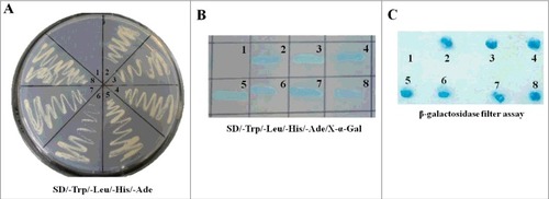 Figure 1. Screening the cellular proteins interacting with NDV M protein through yeast two-hybrid assay. (A) The bait plasmid pGBKT7-M transformed AH109 was mated with yeast Y187 containing pGADT7-Rec with the cDNA library of DF-1 cells. The suspected positive colonies were screened on the auxotrophic medium SD/-Trp/-Leu/-His/-Ade. N0.1 was the negative control and no.2 was the positive control. (B) The yeast colonies obtained from (A) were cultured on the SD/-Trp/-Leu/-His/-Ade/X-α-gal medium. The colonies growing on this medium and turning blue are the indication of interaction of the two expressed proteins. (C) The yeast colonies obtained from (A) were transferred into nitrocellulose filters and assayed for β-galactosidase activity to verify the interaction between NDV M protein and the cellular proteins.