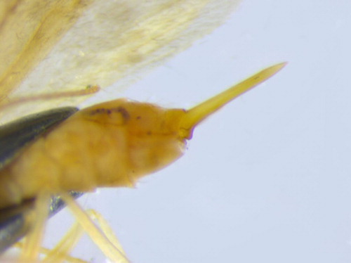 Figure 13. Rigid oviscapt of Philanisus plebeius (Trichoptera: Chathamiidae).