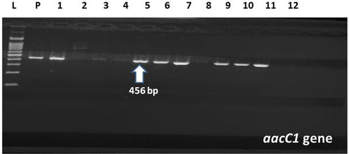 Figure 1 Amplification of aaaC1 gene in MDR A. baumannii by PCR; Lane (L) shows 100-bp molecular size ladder, lane (P) is the positive control, lanes 1,5,6,7,9,10,11 are the positive samples carrying aaaC1 gene (456 bp). Lanes 2,3,4,8 are negative samples. Lane (12) is the negative control.