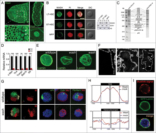 Figure 3. Nuclear localized WASH family proteins function as regulators of nuclear morphology and as transcription factors. (A) Wash accumulates in the nucleus of Drosophila cells in a temporally and spatially specific manner. Confocal projection of stage 7 embryos immunostained with anti-Wash show nuclear localization in specific mitotic domains (arrows) while remaining cytoplasmic in others (arrowheads) (left). Confocal projections of the nuclei of the salivary glands of 3rd instar larvae immunostained with anti-Wash shows nuclear enrichment (right). (B) WASH exhibits different sub-cellular localizations in different sub-populations of haematopoietic stem cells. Micrographs (left) and western blot analysis of lysates (right) of WASH expression in long-term haematopoietic stem cells (LT-HSC; nuclear), short-term haematopoietic stem cells (ST-HSC; nuclear and cytoplasmic) and multipotent progenitor cells (MPP; cytoplasmic). Micrographs are co-stained with PI for nuclear visualization and DIC views are shown (left). (C) Purification of the Drosophila TRF2 complex showing the presence of Wash and its SHRC. Co-immunoprecipitation by TRF2 or DREF monoclonal antibodies purifies a complex containing Wash (p63), SWIP (p116) and Strumpellin (p118), in addition to ISWI, DREF, TRF2, and tubulin. (D) WASH knockout in LT-HSCs leads to reduced c-Myc expression, as well as reduced expression of its transcriptional targets. Bar plot graphs of gene expression levels measured by qPCR showing significantly decreased expression of c-Myc, and its target genes Tlr4, Tcerg1, Bub1b, and Ilf3, in cell-sorted WASH KO LT-HSCs. (E–G) wash mutant salivary glands have altered nuclear morphology compared to wildtype. Confocal projections of wildtype vs. wash mutant nuclei immunostained with anti-Lamin antibody shows crinkled, non-spherical wash nuclei (E). Micrographs of wildtype versus wash mutant salivary gland polytene chromosomes show misalignment and improper banding, as well as extremely fragile chromosomes (F). Three-Dimensional reconstruction of wildtype vs. wash mutant salivary gland nuclei hybridized with chromosome-specific paints (X chromosome: yellow, 2nd chromosome: green, 3rd chromosome: red) showing less compact chromosome territories in wash mutant nuclei (G, left). Micrographs of wildtype verses wash mutant salivary gland nuclei immunostained with anti-HP1 (green; heterochromatin; left), anti-Coilin (green; Cajal bodies; middle), anti-Mtor (red; nuclear envelope protein; middle), anti-Fibrillarin (green; nucleolus; right), anti-MOF (red; X-chromosome; right) showing disrupted nuclear sub-compartments in wash mutant nuclei (G, right). (H) Wash increases chromatin accessibility in heterochromatin regions. Distribution of M.SssI-based chromatin accessibility in control RNAi and wash RNAi treated Drosophila S2 cells, showing increased accessibility in wash knockdown with no affect on transcription start site (TSS) chromatin regions. (I) Wash interacts with B-type Lamin at the nuclear periphery. Duolink proximity ligation assay in Drosophila salivary glands expressing GFP-Lamin using anti-Wash and anti-GFP antibodies shows amplification of Duolink signal at the nuclear periphery. Amplification signal is only observed when the 2 antibodies examined are within 30 nm. Permissions. (A, right) and (E–I) Reprinted from Current Biology, 25(6), Verboon et al., Wash Interacts with Lamin and Affects Global Nuclear Organization, pp. 804-810.54 © Elsevier. Reproduced by permission of Elsevier. Permission to reuse must be obtained from the rightsholder. (B, D) Reprinted with permission from: © Rockefeller University Press. Reproduced by permission of Rockefeller University Press. Permission to reuse must be obtained from the rightsholder. Reprinted from Xia et al. Journal of Experimental Medicine. 211:2119-2134. doi:10.1084/jem.20140169.53 (C) © Macmillan Publishers Ltd: Nature. Reproduced by permission of Macmillan Publishers Ltd: Nature. Permission to reuse must be obtained from the rightsholder. Hochheimer et al., Nature 420:439–45.58