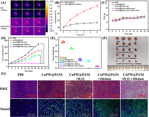 Figure 6 The therapeutic effect of CuPW@PANI Nanorods. (A) Photothermal images of 4T1 tumor-bearing mice administration with PBS (control) or CuPW@PANI Nanorods after 1064 nm laser irradiation (0.75 W/cm2) for different durations. (B) The temperature of tumor sites change. (C) The body weight of mice after different treatments. (D) Growth curves of tumors in 4T1 tumor-bearing mice after different treatments. (E) Tumor weight after different treatments. (F) The photo of tumor after different treatments. (G) H&E and Tunnel staining of tumors with different treatments.