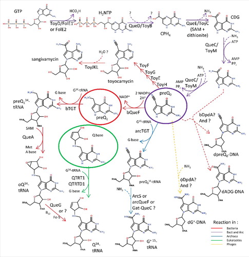 Figure 1. Deazaguanine derivative synthesis pathways. GTP is the preQ0 precursor in both bacteria and archaea (purple arrows). In most bacteria, four more enzymatic steps lead to the insertion of Q in tRNAs at position 34 (red arrows). In a few organisms, preQ0 can be transformed to secondary metabolites such as toyacamycin or sangivamycin antibiotics (red arrows, toy genes). In eukaryotes, queuine is salvaged (green circle) and directly transferred to tRNAs (green arrows). Bacteria salvage preQ1 (red circle), and both bacteria and archaea salvage preQ0 (purple circle). In archaea, preQ0 is transferred to position 15 of tRNA before being modified to G+ (blue arrows). PreQ0 and ADG have been found in bacterial DNA (dashed red arrows) and G+ in phage DNA (dashed yellow arrow). All dashed arrows represent uncharacterized reactions. All molecule abbreviations and protein names are described in the text.