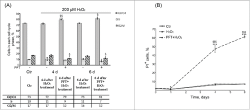 Figure 8. (A) p53 inhibition by PFT had no significant effect on the cell cycle phase distribution of H2O2-treated hMESCs. Flow cytometric analysis of cell cycle phase distribution: the percentage of cells in the G0/G1, S, and G2/M phases. M ± SD, N = 3, *p<0.05, ***p<0.005, versus control, <p<0.05, §§p<0.01, versus H2O2-treated cells. (Ctr – control). Representative FACS analyses are shown. (B) PFT-induced cell death of H2O2-treated hMESCs. Dead cells were determined at indicated time points after the treatment by FACS analysis as the percent of PI-positive cells. M ± SD, N = 3, *p<0.05, ***p<0.005, versus control, §§§p<0.005, versus H2O2-treated cells.