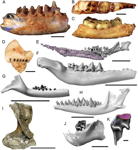 Fig. 11. Australian Mesozoic synapsids. A, Steropodon galmani (AM F66763; holotype) partial right mandible in lateral view. Scale = 5 mm. Kollikodon ritchiei (AM F96602; holotype) partial right mandible in B, occlusal and C, lateral views. Scale = 5 mm. D, Stirtodon elizabethae (AM F118621; holotype) right upper premolar in labial view (modified from Rich et al. Citation2020a). Scale = 5 mm. E, Teinolophus trusleri (3D digital rendering of NMV P229408; referred specimen) left dentary in lateral view (modified from Rich et al. Citation2016). Scale = 5 mm. F, Ausktribosphenos nyktos (NMV P208090; holotype) right mandible in lateral view. Scale = 5 mm. G, Kryoparvus gerriti (NMV P210087; holotype) right mandible in lateral view (modified from Rich et al. Citation2020c). Scale = 5 mm. H, Bishops whitmorei (NMV P210075; holotype) left mandible in lateral view. Scale = 5 mm. I, Kryoryctes cadburyi (NMV P208094; holotype) right humerus in ventrolateral view. J, Corriebaatar marywaltersae (NMV P252730; referred specimen) left mandible in lateral view. Scale = 5 mm. K, Corriebaatar marywaltersae (NMV P252730; referred specimen) detail of left p4. Scale = 1 mm.