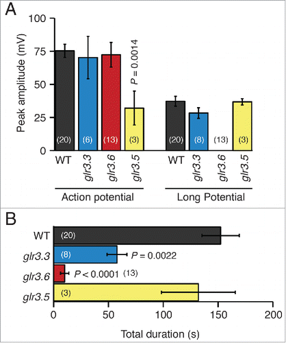 Figure 3. Amplitudes and durations of wound-induced systemic potentials between the root and SE/CCs in neighbor leaves of Arabidopsis thaliana wild type and single GLR mutants. (A) Average maximal (peak) amplitudes of action potentials and long potentials produced by wild type (WT), glr3.3, glr3.6, and glr3.5 plants, recorded by EPG in the configuration shown in the inset of Fig. 2. (B) Average durations of the total systemic potentials in wild type (WT), and in each of the mutant plants. Bars represent mean ± s.e.m. The number of plants is indicated in parentheses. Statistical differences between the mean amplitudes and durations of the potentials in wild type and each of the mutants were assessed with Student's t tests.