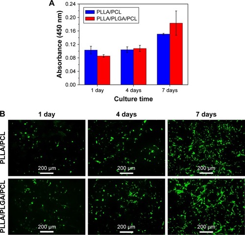 Figure 10 (A) CCK-8 assays of HVSMCs cultured on PLLA/PCL and PLLA/PLGA/PCL scaffold for 1, 4, and 7 days. (B) Living cell staining of HVSMCs cultured on PLLA/PCL and PLLA/PLGA/PCL scaffold for different culture times by using Calcein-AM.Abbreviations: CCK-8, cell counting kit-8; HVSMCs, human vascular smooth muscle cells; PCL, poly(ε-caprolactone); PLGA, poly(lactic-co-glycolic acid); PLLA, poly(l-lactic acid).