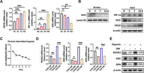 Figure 4 Effect of chronic intermittent hypoxia on MC3T3-E1 cells. During repeated hypoxic exposures, the level of OX1R in MC3T3-E1 cells and the expression of genes correlated with hypoxia such as HIF-1α, total Nrf2, and nuclear Nrf2 was detected by PCR (A) and Western blot (B). When exposed to CIH environment, cell activity was tested by CCK8 assays at different time points (0,1,2,3,5,7 days) at OD 450nm (C). Osteogenesis markers (RUNX2, OSX, OPN) were expressed in CIH on day 14 with or without the presence of osteogenic medium (D and E). *P<0.05. **P<0.01. ***P<0.001.