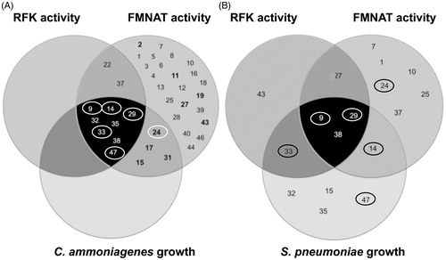 Figure 7. Venn diagrams for the HTS hits effects on C. ammoniagenes and S. pneumoniae. (A) HTS hits that inhibit the RFK (dark grey circle) and FMNAT (medium grey circle) activities of CaFADS as well as the growth of C. ammoniagenes cells (pale grey circle). (B) HTS hits that inhibit the RFK (dark grey circle) and FMNAT (medium grey circle) activities of SpnFADS and the S. pneumoniae cellular growth (pale grey circle). In (A), The hits whose inhibition potency was experimentally assessed in this study (inhibit the FMNAT activity without affecting the RFK one) are highlighted in bold. The hits surrounded by a circle, both in (A) and (B), also inhibit the proliferation of M. tuberculosis.