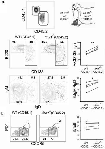 Figure 4. Interferon lambda signals suppress plasmablast formation in a B cell-intrinsic fashion.