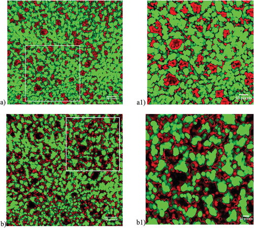 FIGURE 2 Microstructure taken by EFLM of wheat dough with A: 0% grape seed flour and B: 4.08% grape seed flour. Green are starch granules, while red is protein. Images (a1) and (b1; 1x1 pixels, bars = 50 pixels) are higher magnification images of (a) and (b; 2 x 2 mm, bars = 100 pixels) at positions indicated by the squares.