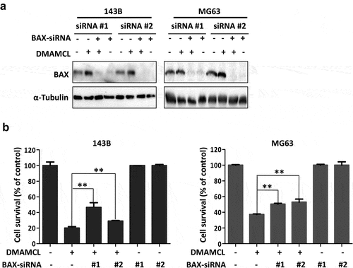 Figure 5. BAX mediates DMAMCL-induced OS cell death. (a) The expression of BAX in BAX-siRNAs-transfected OS cell lines (143B and MG63) was detected by Western Blotting after 24-h treatment with DMAMCL (15 μM). (b) The MTS assay was performed for BAX-siRNAs-transfected 143B and MG63 cells treated with DMAMCL (15 μM) for 72 h. ** P < 0.01 DMAMCL (+) vs. DMAMCL+BAX-siRNA (+)