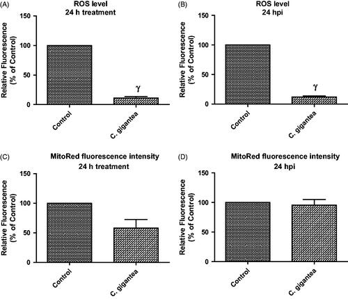 Figure 4. ROS level and mitoRed fluorescence intensity following 24 h treatment with C. gigantea; (A) In the absence of T. gondii infection; (B) In the presence of T. gondii infection; (C) In the absence of T. gondii infection; (D) In the presence of T. gondii infection. Values are expressed as the Mean ± SEM (n = 3). Each experiment was done in triplicates and performed three times independently. γ is significant at p < 0.0001 versus control.