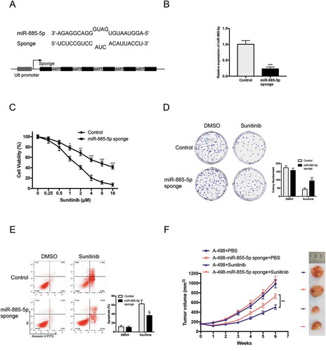 Figure 2. miR-885-5p inhibition promotes sunitinib resistance in ccRCC cell line. (a) Design of miR-885-5p sponge; (b) Validation of miR-885-5p inhibition by miR-885-5p sponge in A-498 cells via qRT-PCR; (c) Cell viability assay of miR-885-5p sponged and control A-498 cells with sunitinib treatment at indicated concentrations for 48 h; (d) Colony formation assay of miR-885-5p sponged and control A-498 cells with sunitinib treatment 2 µM in 6-well plate 500 cells per well for 2 weeks; (e) Apoptosis assay of miR-885-5p sponged and control A-498 cells with sunitinib treatment 2 µM for 24 h; (f) Tumor volume of nude mice that were subcutaneously xenografted with miR-885-5p sponged or control A-498 cells and orally with PBS or sunitinib daily 40 mg/kg (n = 5 per group). Results are presented as mean ± SD of three independent experiments. *P < 0.05, **P < 0.01, ***P < 0.001.