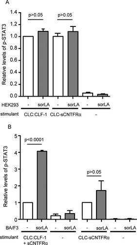 FIG 8 sorLA's influence on CLC:CLF-1 signaling in cells with or without endogenous expression of CNTFRα. (A) CNTFRα-expressing HEK293 cells were stimulated (15 min) with 10 nM CLC:CLF-1 or with the fusion protein CLC-sCNTFRα as indicated. The columns show the response, in terms of pSTAT3, in wt HEK293 cells (−) and in sorLA transfectants. Data represent means ± SEMs (n = 3) relative to the pSTAT3 level in wt cells stimulated with CLC:CLF-1. (B) Levels of pSTAT3 in CNTFRα-deficient (but gp130/LIFRβ-positive) Ba/F3 cells upon stimulation with a combination of 10 nM CLC:CLF-1 and sCNTFRα or with the CLC-sCNTFRα fusion protein. Results in sorLA transfectants (means ± SEMs, n = 3) are shown relative to results obtained in wt cells (−).