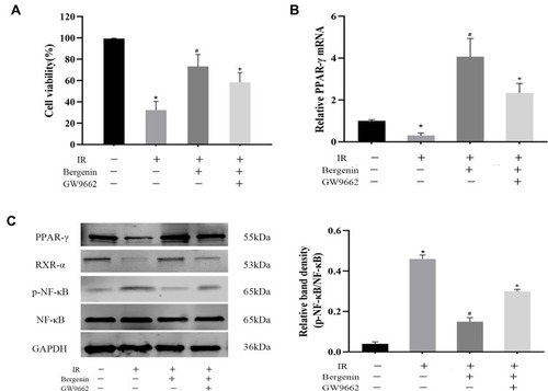 Figure 6 Bergenin activates PPAR-γ and inhibits phosphorylation of NF-κB p65 in vitro. (A) Cell viability were measured by CCK-8 assay (n=8). (B) mRNAs expression of PPAR-γ assessed by real-time PCR (n = 8). (C) Western blotting of PPAR-γ and RXR-α and phosphorylated NF-κB. Statistical analysis was performed by Image 6.0 (n = 6). *p <0.05 for IR vs sham, #p <0.05 for IR+Bergenin vs IR, +p <0.05 for IR+Bergenin+GW9662 vs IR+Bergenin.