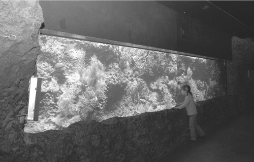 Figure 4 Live Coral Tank.