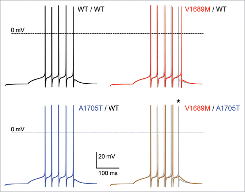 Figure 5. ALS-associated hCav3.2 mutations alter firing of thalamic neurons. Computational simulations of the firing of nRT neurons for homozygous WT (black), heterozygous V1689M/WT (red) and A1705T/WT (blue), and heterozygous V1689M/A1705T conditions (brown). For each condition the homozygous WT is superimposed in gray for comparison. The current-clamp responses were elicited by 0.0418 nA current injection for 200 ms in a dendrite (dend1[0](0)) of the 3-compartment cell model, from a holding potential of −70 mV.