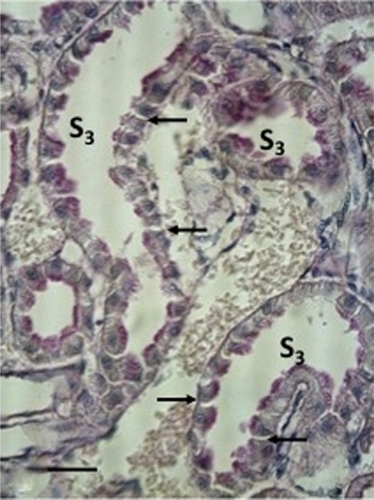 Figure 8 A freeze-substituted and PAS-stained kidney investigated immediately after a heavy salt-loading of short duration (Group 2C).