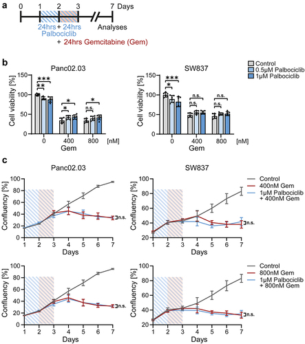 Figure 4. RB1-mutant cancer cells are not protected against gemcitabine by palbociclib.