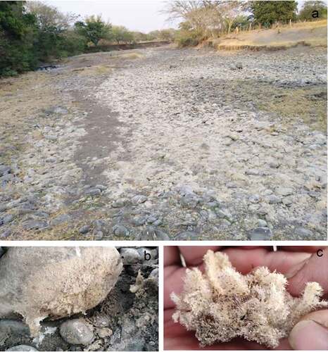 Figure 2. Locality, where the sponge was collected. A) Iztoca River during dried season; B) organism attached to rock, C) organism with a small insect marked with red arrow.