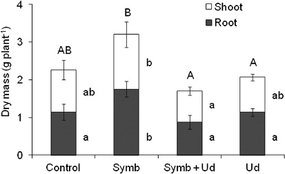 Figure 1. Effect of treatments (Control, Symb, Symb + Ud and Ud) on root, shoot, and total biomass accumulation in D. wilsonii plants. Values represent means (n =5 plants)±standard deviation. Different letters represent significant differences between treatments (one-way ANOVA, followed by Duncan test, P≤5%). Lower case letters located to the right of the columns refer to the root and shoot, respectively. Upper case letters located above columns refer to total biomass.