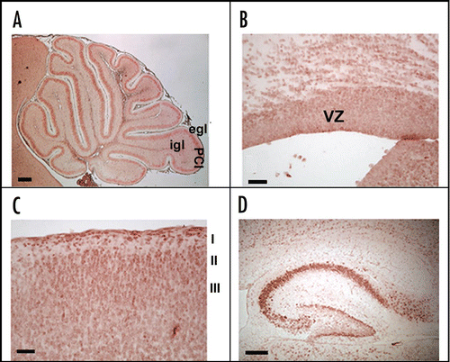 Figure 2 F3/Contactin expression profile. The F3/Contactin expression is shown in postnatal day 8 cerebellum (A), in newborn mice cerebral cortex, including the ventricular zone (VZ) (B) and cortical layers I–III (C). Expression in postnatal day 8 hippocampus is also reported (D). egl: external granular layer; igl: inner granular layer; PCl: Purkinje cells layer. I-II-III refer to the corresponding cortical layers. Scale bars: (A and D) = 200 µm; (B and C) = 40 µm.