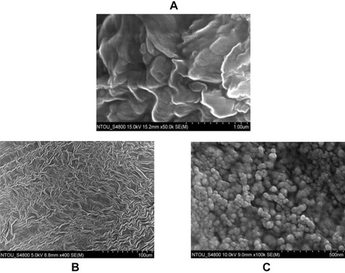 Figure 2 The morphology of (A) Solid-state-cultured A. cinnamomea (SAC) extract, (B) chitosan with silicate, and (C) nano-SAC as showed by scanning electron microscopy (SEM).Abbreviations: AC, A. cinnamomea; DM, diabetes group; Met, metformin; NAC, nano-SAC; n, number of samples each group; SAC, solid-state-cultured A. cinnamomea.