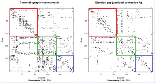 Figure 2. (Left): The adjacency matrix Ac of Gc sorted according to the neuron types. (Right): The adjacency matrix Ag of Gg sorted according to the neuron types. The red block corresponds to the connectivity among the motor neurons, the green block corresponds to the connectivity among the interneurons, and the blue block corresponds to the connectivity among the sensory neurons.