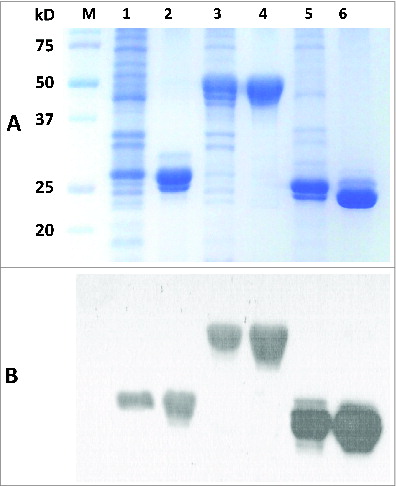 Figure 3. 12% SDS-PAGE and Western blot of purified recombinant proteins. The purification process was performed using immobilized-metal affinity chromatography. (A) Lane M-standard protein markers, Lane 1-Whole bacterial lysate after induction of OmpK (27.6 kDa) by IPTG, Lane 2-purified recombinant OmpK protein, Lane 3-Whole bacterial lysate after induction of Ompp1 (50.6 kDa) by IPTG, Lane 4-purified recombinant Ompp1 protein, Lane 5-Whole bacterial lysate after induction of FKIB (25.6 kDa) by IPTG, Lane 6-purified recombinant FKIB protein. (B) Western blot analysis of purified recombinant protein using mouse anti-His antibody.